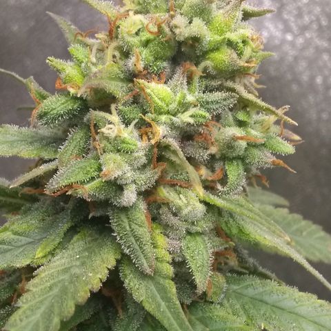 Georgia Morning Frost growlog timeline photo