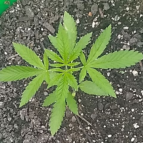 Rainbow sherbet growlog timeline photo