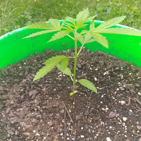 Rainbow sherbet growlog timeline photo