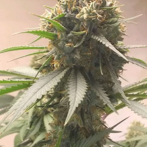 Thin Mint Tangie growlog timeline photo