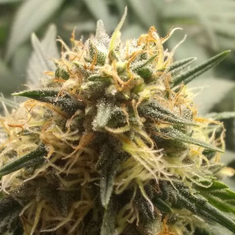 Thin Mint Tangie growlog timeline photo
