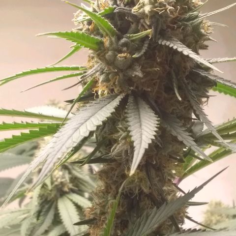 Thin Mint Tangie growlog timeline photo