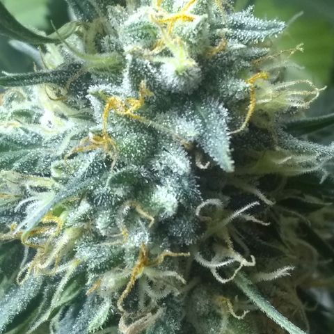 Thin Mint Tangie growlog timeline photo