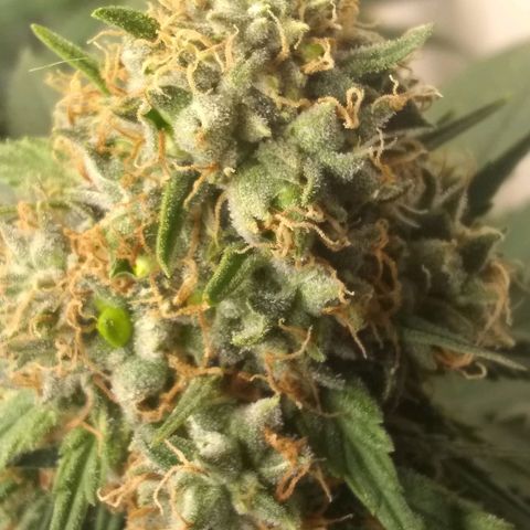 Thin Mint Tangie growlog timeline photo