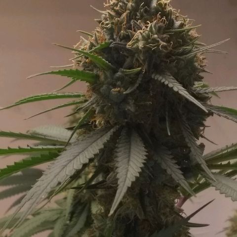 Thin Mint Tangie growlog timeline photo