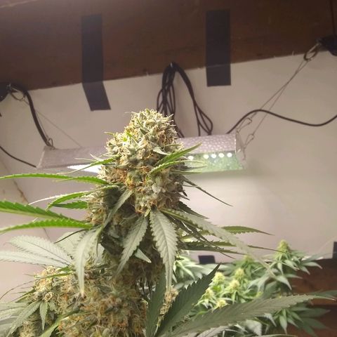 Thin Mint Tangie growlog timeline photo