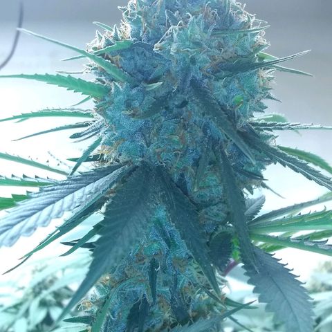 Thin Mint Tangie growlog timeline photo