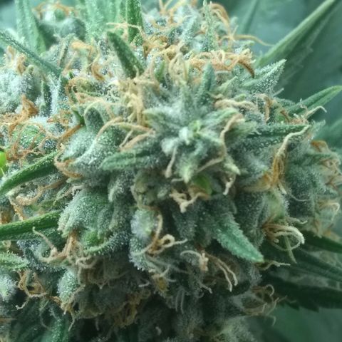 Thin Mint Tangie growlog timeline photo