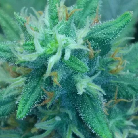 Dave's Sour Tangie growlog timeline photo