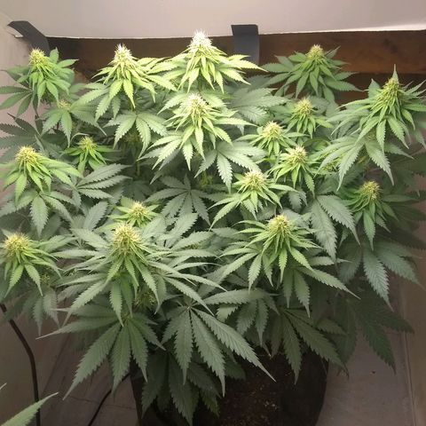 Dave's Sour Tangie growlog timeline photo