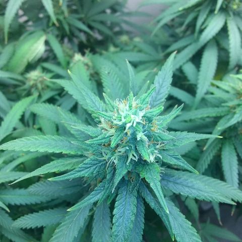 Dave's Sour Tangie growlog timeline photo