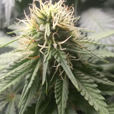 Dave's Sour Tangie growlog timeline photo