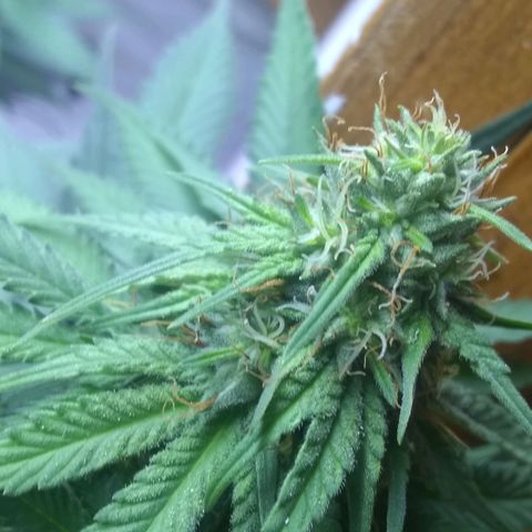 Dave's Sour Tangie growlog timeline photo