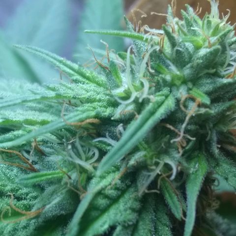Dave's Sour Tangie growlog timeline photo