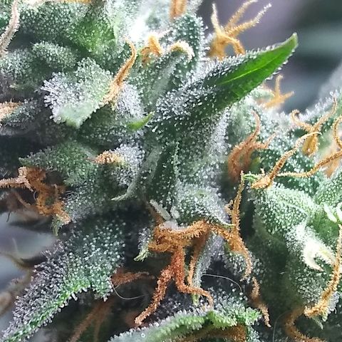 Georgia Morning Frost growlog timeline photo
