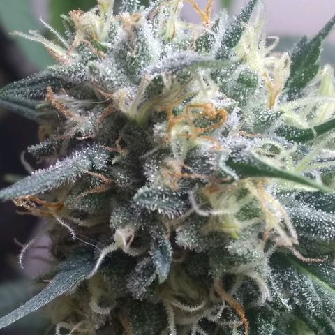 Georgia Morning Frost growlog timeline photo