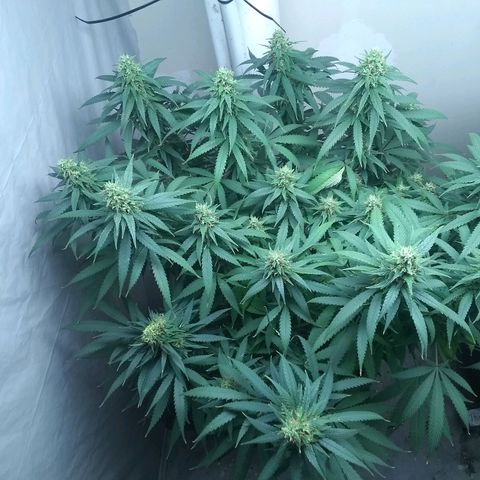 Georgia Morning Frost growlog timeline photo