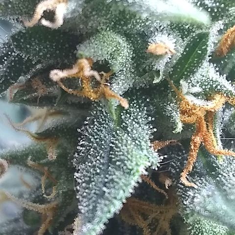 Georgia Morning Frost growlog timeline photo