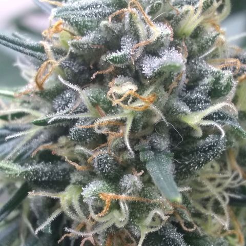 Georgia Morning Frost growlog timeline photo