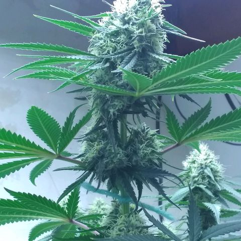 Thin Mint Tangie growlog timeline photo