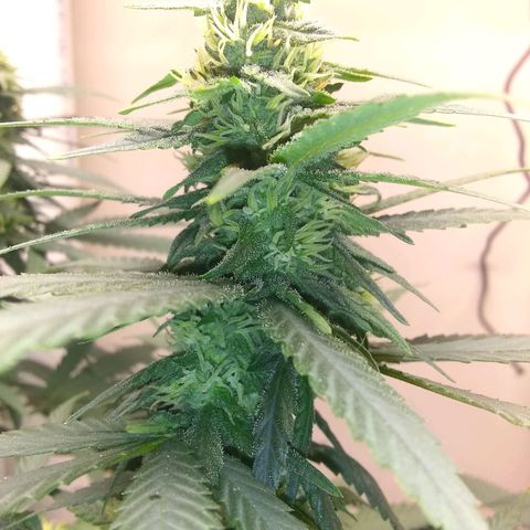 Georgia Morning Frost growlog timeline photo