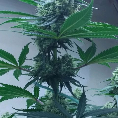 Thin Mint Tangie growlog timeline photo