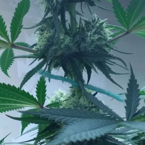 Thin Mint Tangie growlog timeline photo