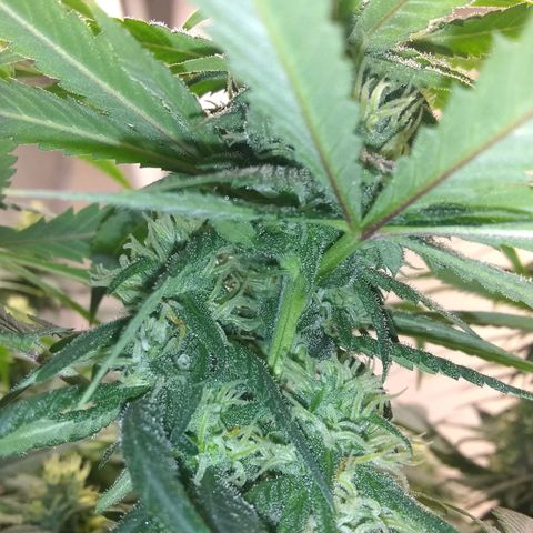 Georgia Morning Frost growlog timeline photo