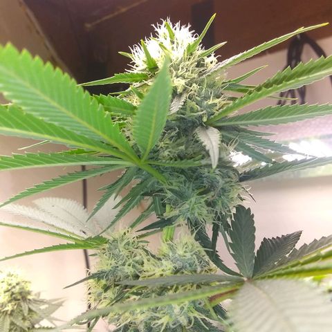 Thin Mint Tangie growlog timeline photo