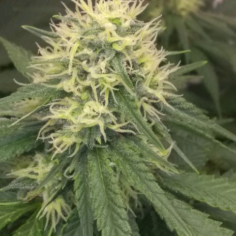 Thin Mint Tangie growlog timeline photo
