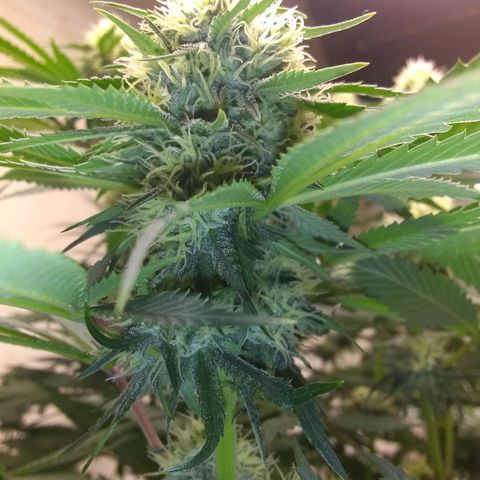 Thin Mint Tangie growlog timeline photo