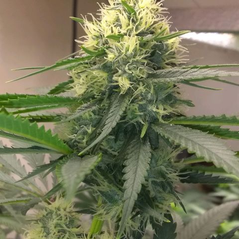 Thin Mint Tangie growlog timeline photo