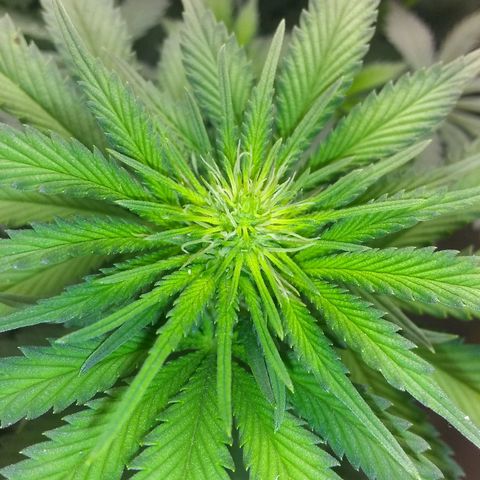 Dave's Sour Tangie growlog photo: Zinc deficiency