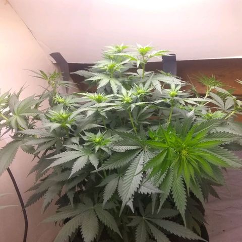Dave's Sour Tangie growlog timeline photo