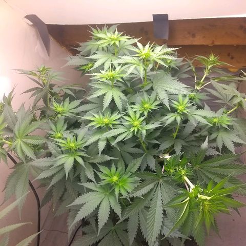 Dave's Sour Tangie growlog timeline photo