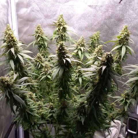 Georgia Morning Frost growlog photo: Getting pretty close.