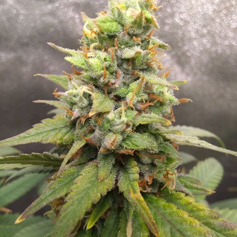 Georgia Morning Frost growlog timeline photo
