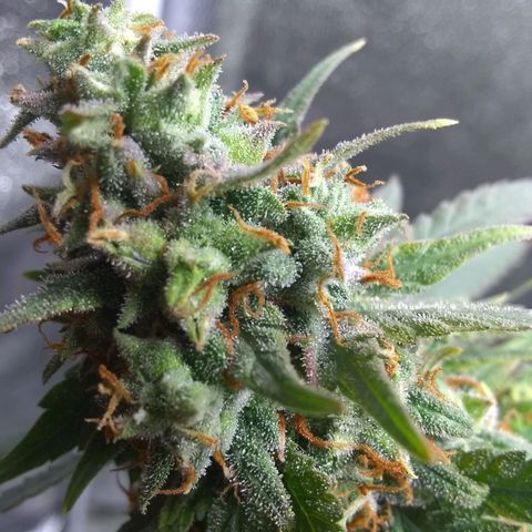Georgia Morning Frost growlog timeline photo