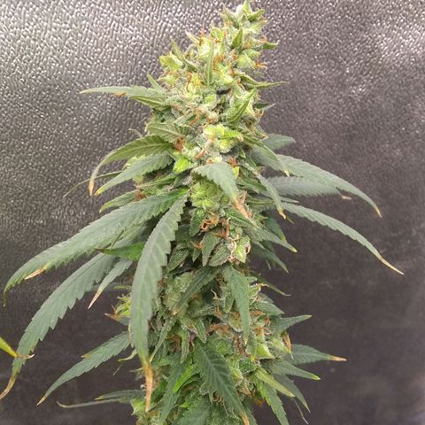 Georgia Morning Frost growlog timeline photo
