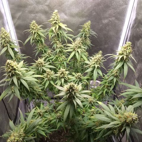 Georgia Morning Frost growlog timeline photo
