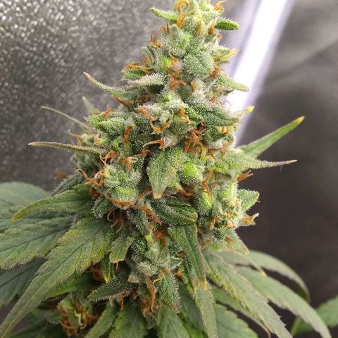 Georgia Morning Frost growlog timeline photo