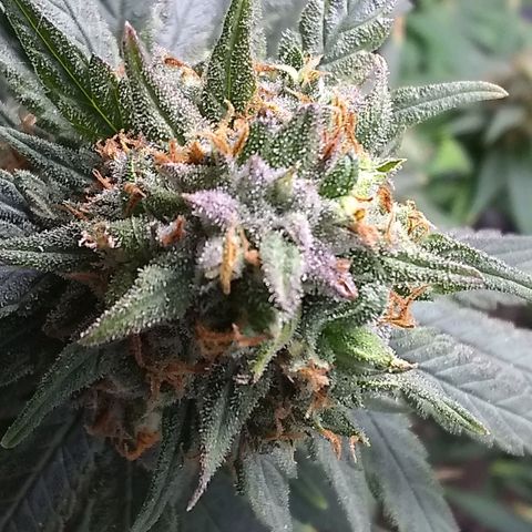 Georgia Morning Frost growlog photo: Getting pretty close.