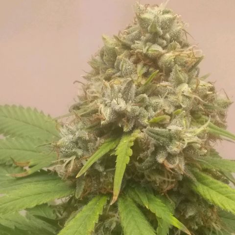 Thin Mint Tangie growlog photo: Getting really close, mostly cloudy.