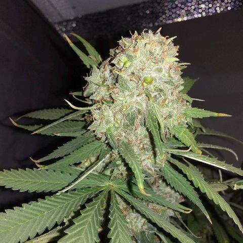 Thin Mint Tangie growlog photo: Getting really close, mostly cloudy.