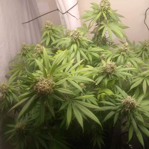 Thin Mint Tangie growlog photo: Getting really close, mostly cloudy.