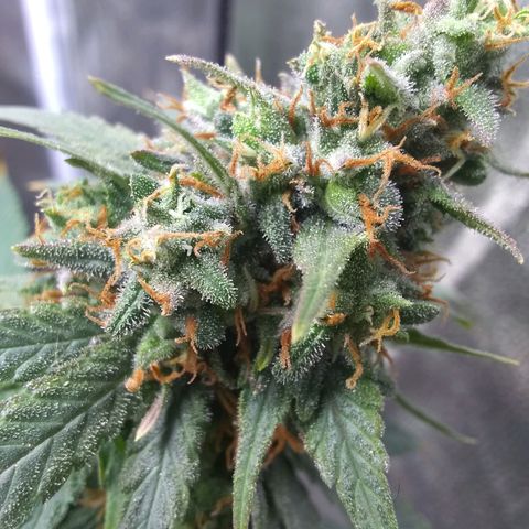 Georgia Morning Frost growlog timeline photo