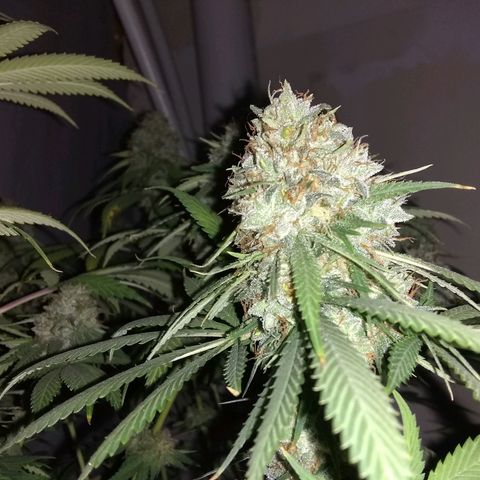 Thin Mint Tangie growlog photo: Getting really close, mostly cloudy.