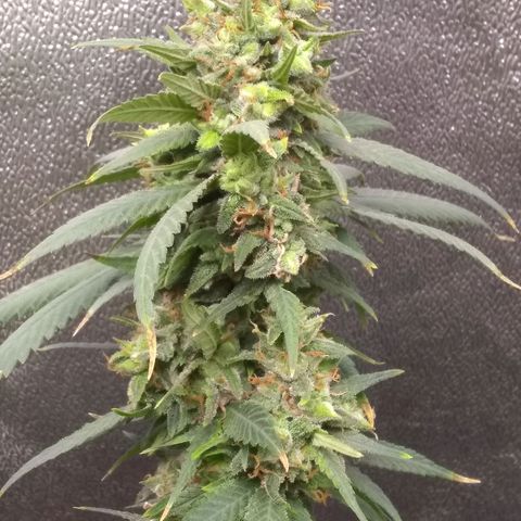 Georgia Morning Frost growlog photo: Getting pretty close.