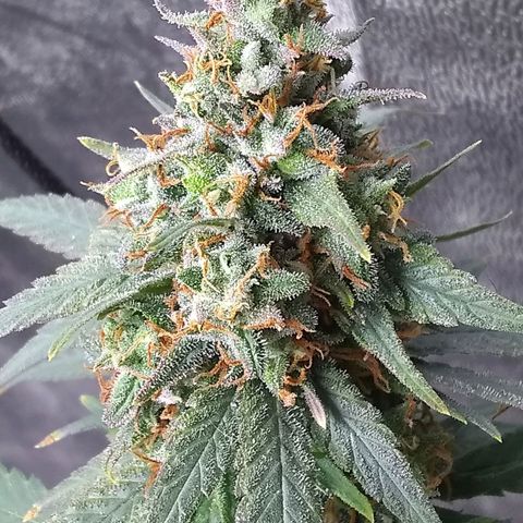 Georgia Morning Frost growlog photo: Getting pretty close.