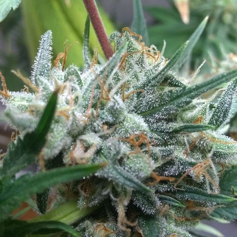 Thin Mint Tangie growlog photo: Even these lower buds are looking tasty. 🤤